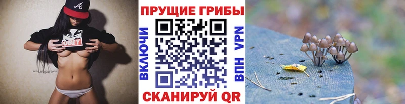 Купить закладки  Дорогобуж  Галлюциногенные грибы GOLDEN TEACHER 